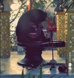 Wild bear hugs Shivling at Chandi Mata Mandir, video goes viral
